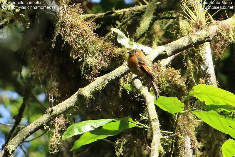 Moucherolle cannelleadulte, habitat