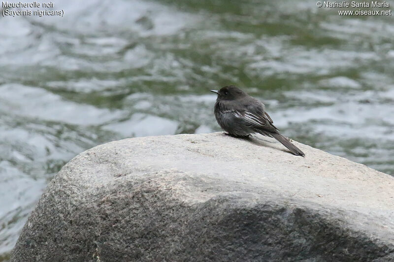 Moucherolle noiradulte, identification