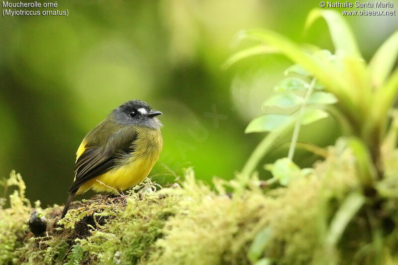 Moucherolle ornéadulte, identification