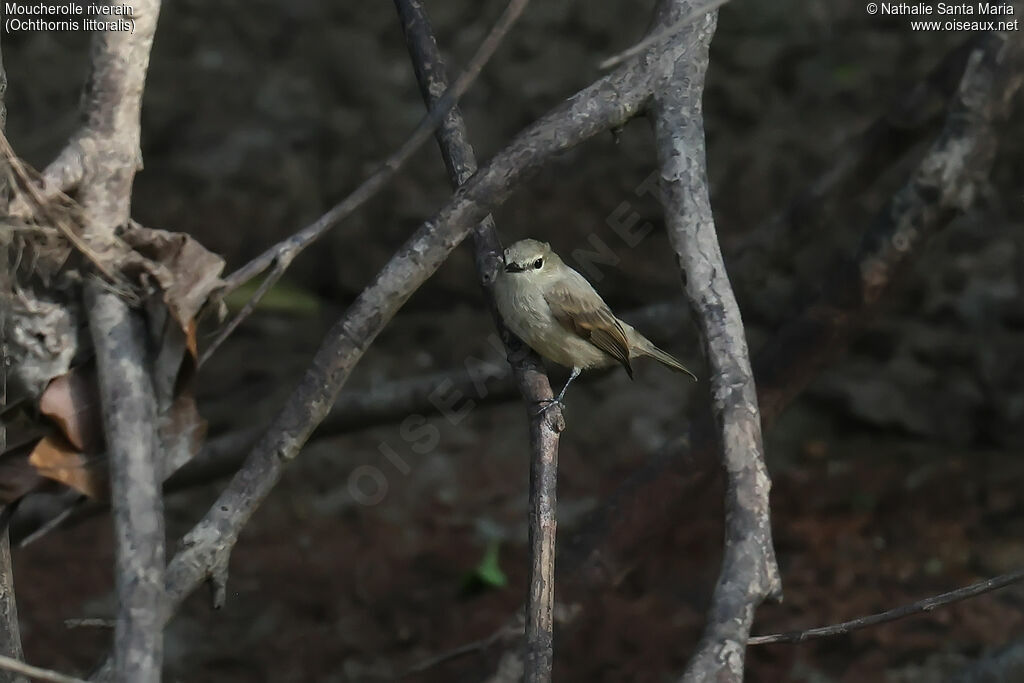Moucherolle riverainadulte, identification