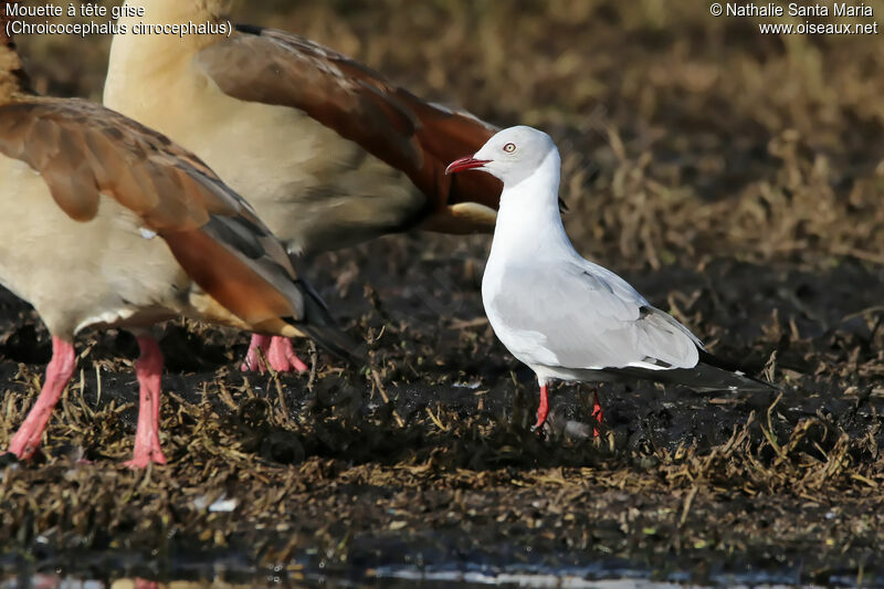 Mouette à tête griseadulte, identification, habitat