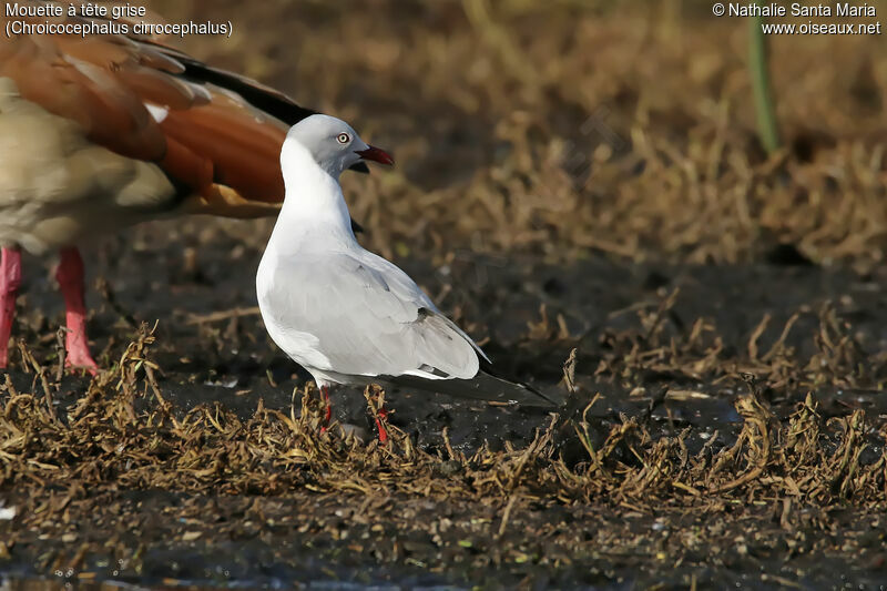 Mouette à tête griseadulte, identification, habitat