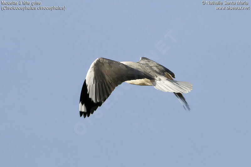 Grey-headed Gulladult, Flight