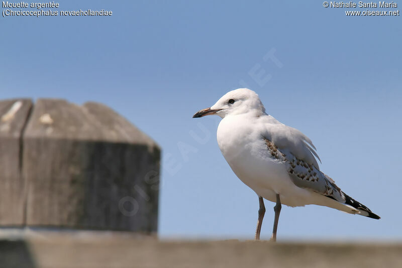 Silver Gullimmature, identification