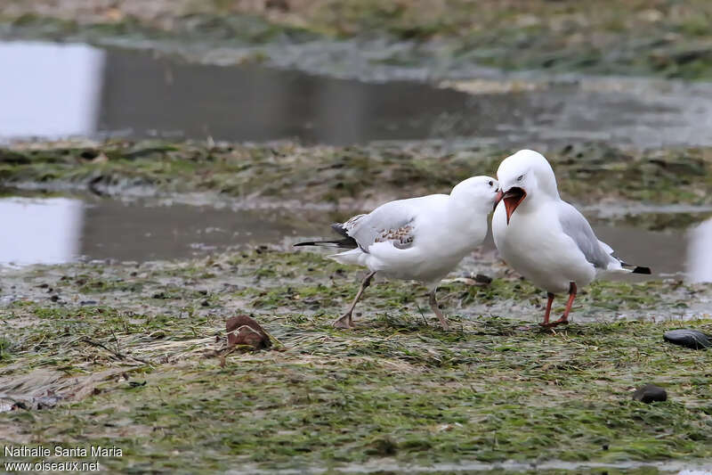 Silver Gull, Behaviour