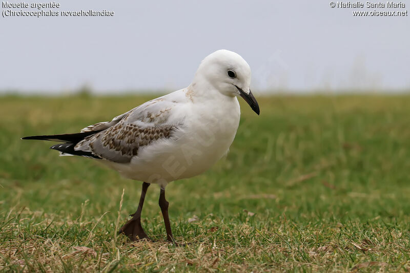 Mouette argentéeimmature, identification, marche