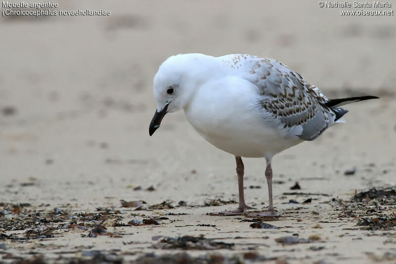 Mouette argentéeimmature, habitat, Comportement