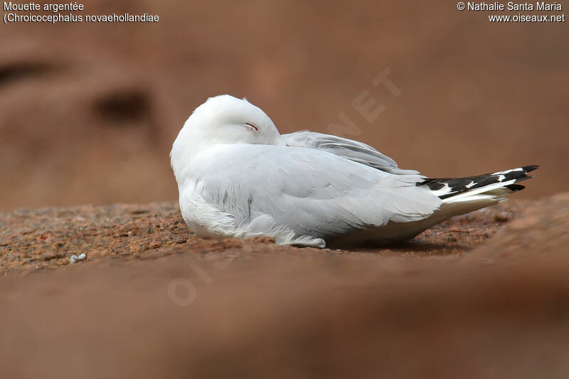 Mouette argentéeadulte, identification