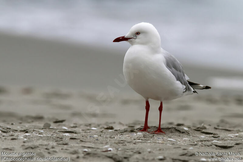 Mouette argentéeadulte, habitat