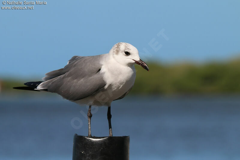 Laughing Gulladult post breeding, identification