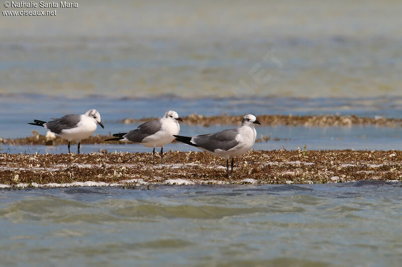 Mouette atricilleadulte internuptial, habitat