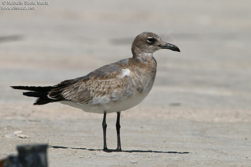 Mouette atricillejuvénile, identification