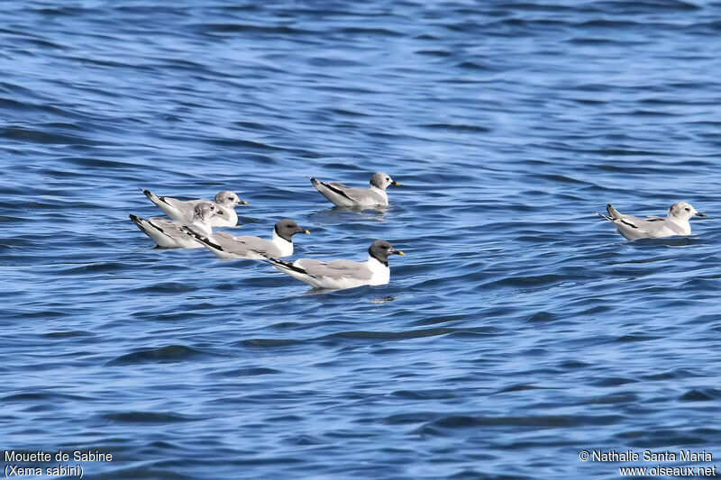 Sabine's Gull, habitat