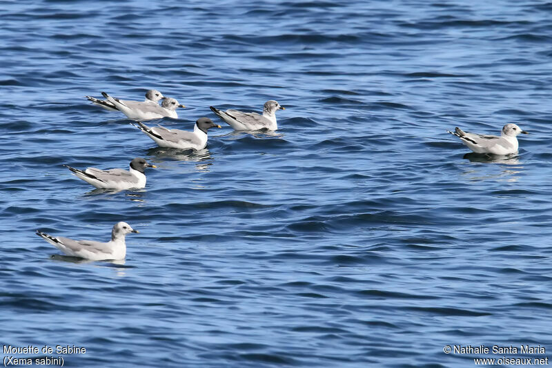 Sabine's Gull, habitat