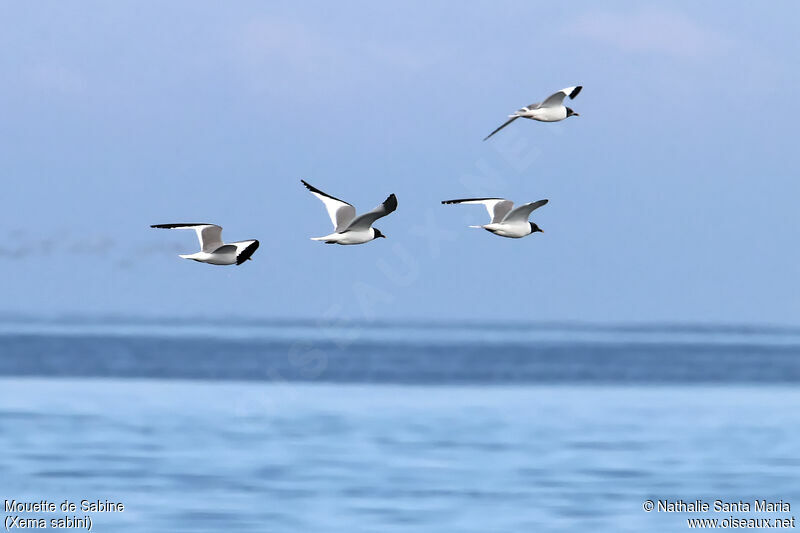 Sabine's Gull, Flight