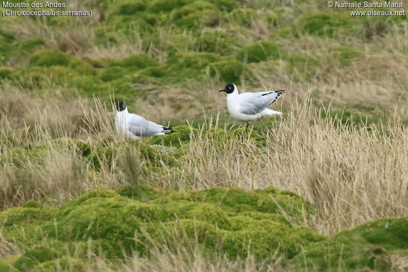 Mouette des Andesadulte nuptial, identification