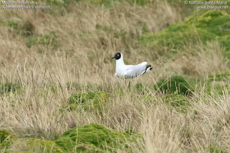 Mouette des Andesadulte nuptial, identification