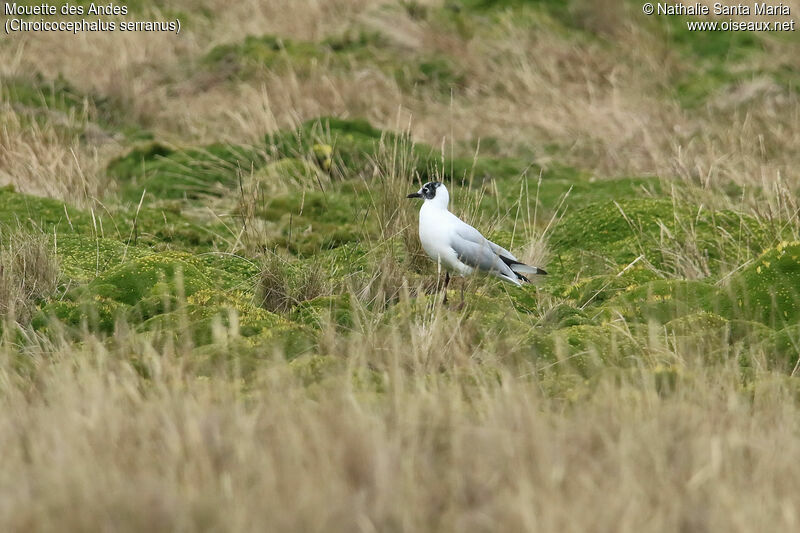 Andean Gulladult transition, identification