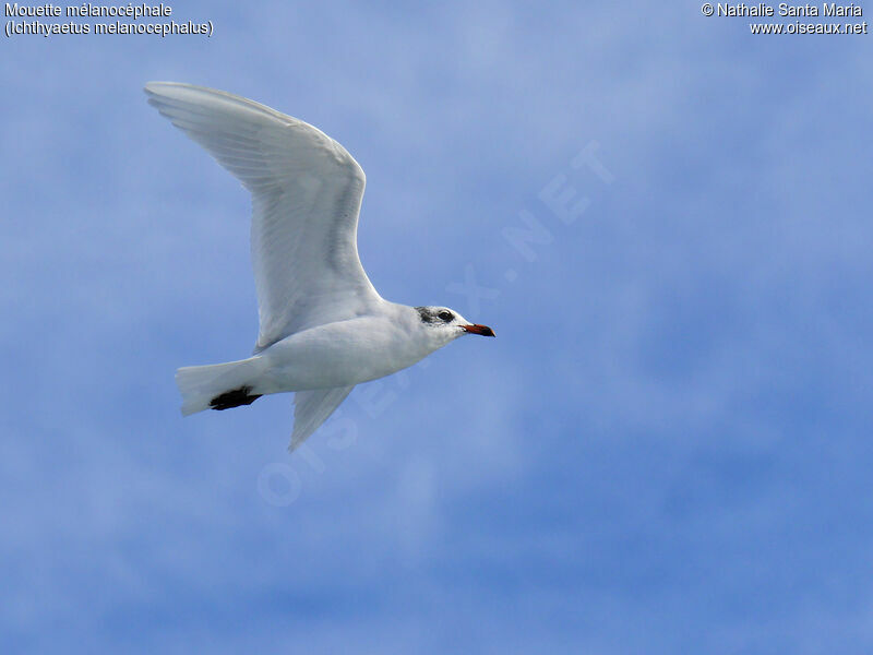 Mouette mélanocéphaleadulte internuptial