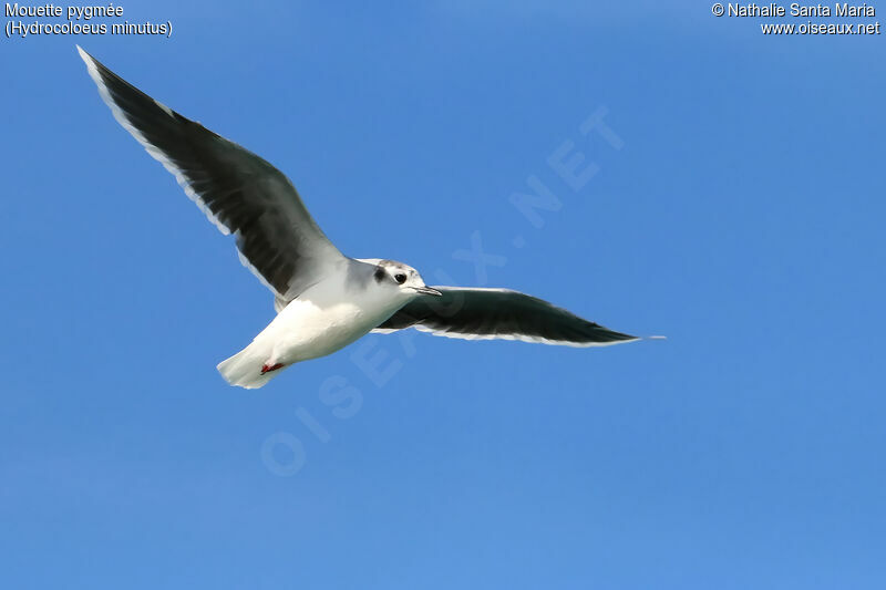 Mouette pygméeadulte internuptial, Vol