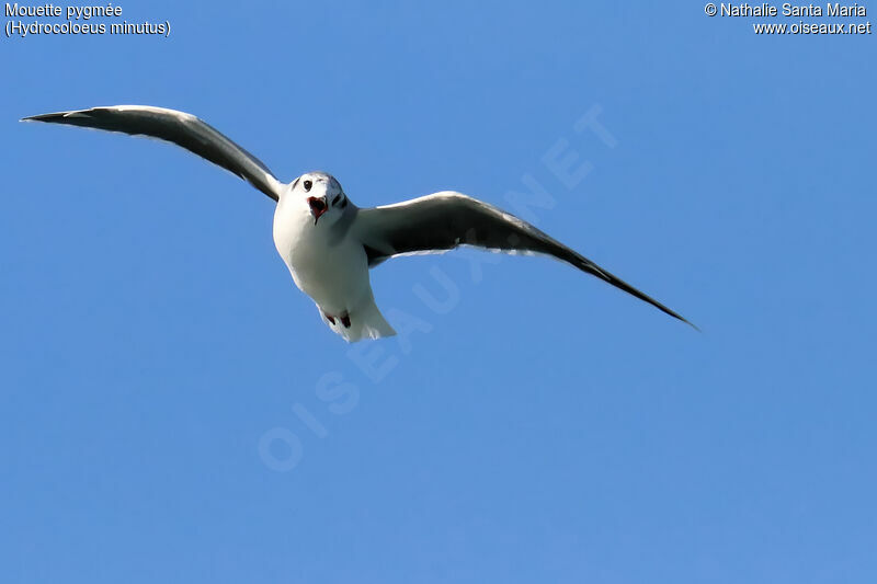 Little Gulladult post breeding, Flight