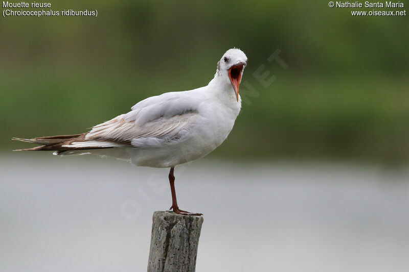 Mouette rieuseadulte transition, identification, mue, Comportement