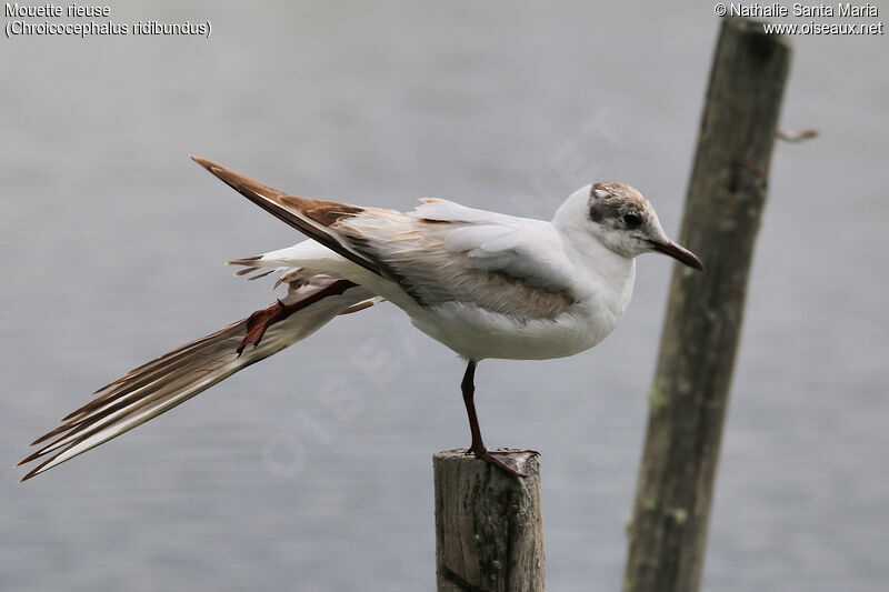 Mouette rieuseadulte, identification, mue, Comportement