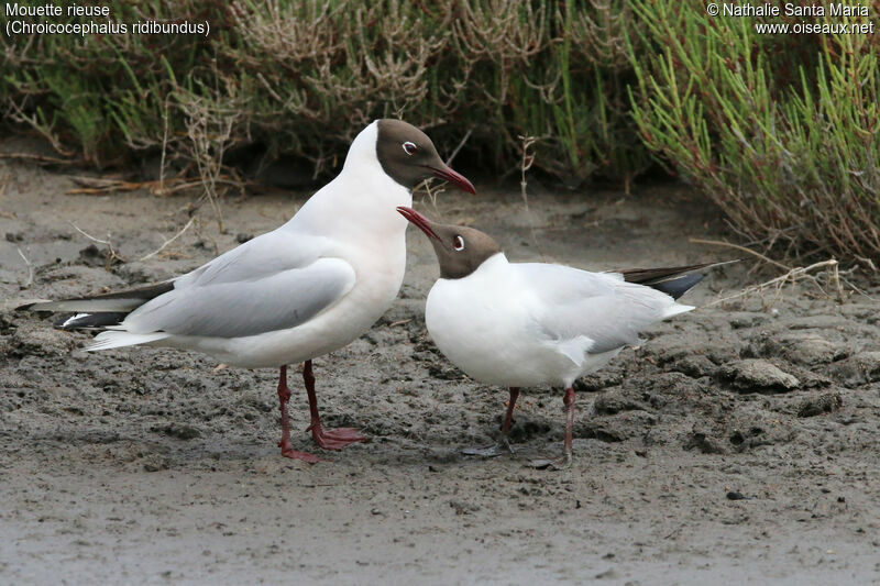 Mouette rieuseadulte, habitat, parade