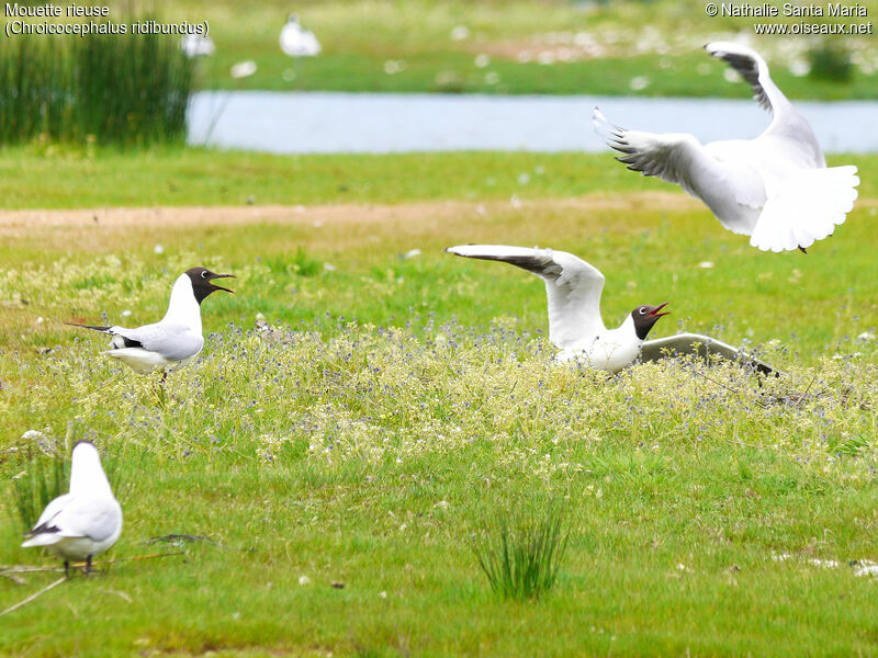 Mouette rieuseadulte nuptial, habitat, Nidification, Comportement