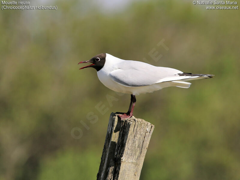 Mouette rieuseadulte nuptial, identification, Comportement