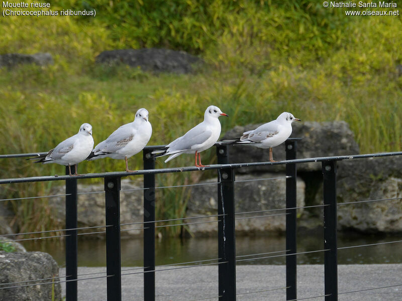 Mouette rieuseimmature, Comportement