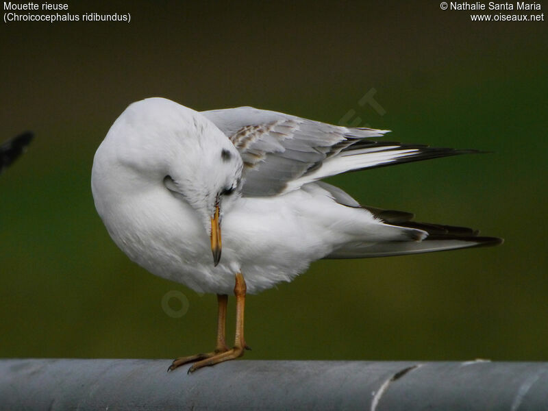 Mouette rieuseimmature, identification, soins