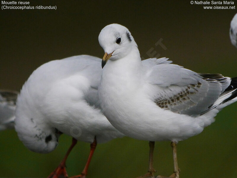 Mouette rieuseimmature, identification, portrait, Comportement