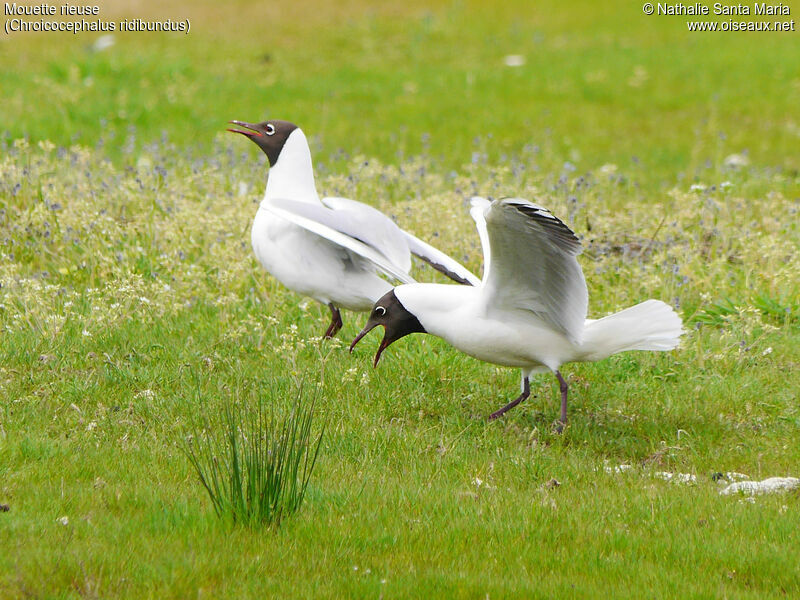 Mouette rieuseadulte nuptial, identification, habitat, Nidification, Comportement