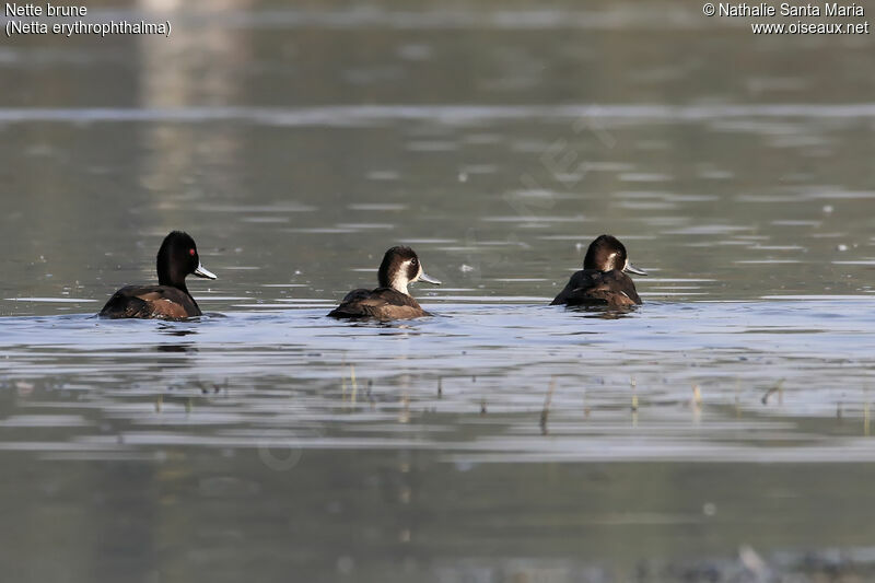 Southern Pochardadult, identification, habitat, swimming