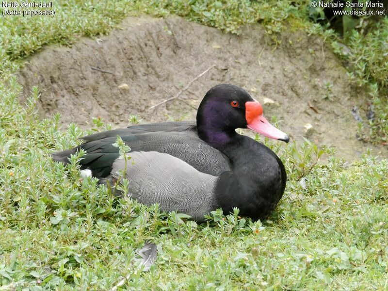 Nette demi-deuil mâle adulte, identification