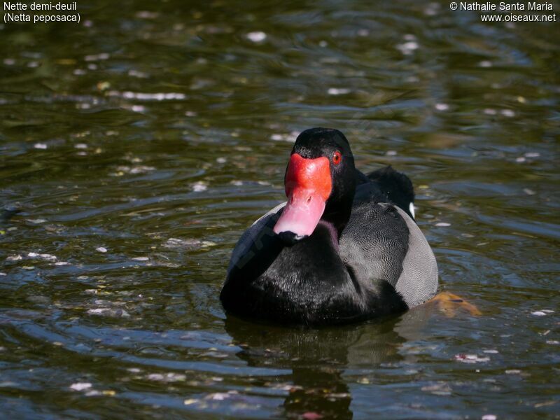 Rosy-billed Pochard male adult