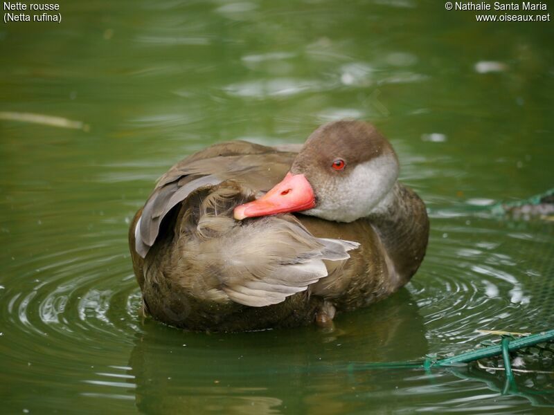 Nette rousse mâle adulte internuptial, identification, soins