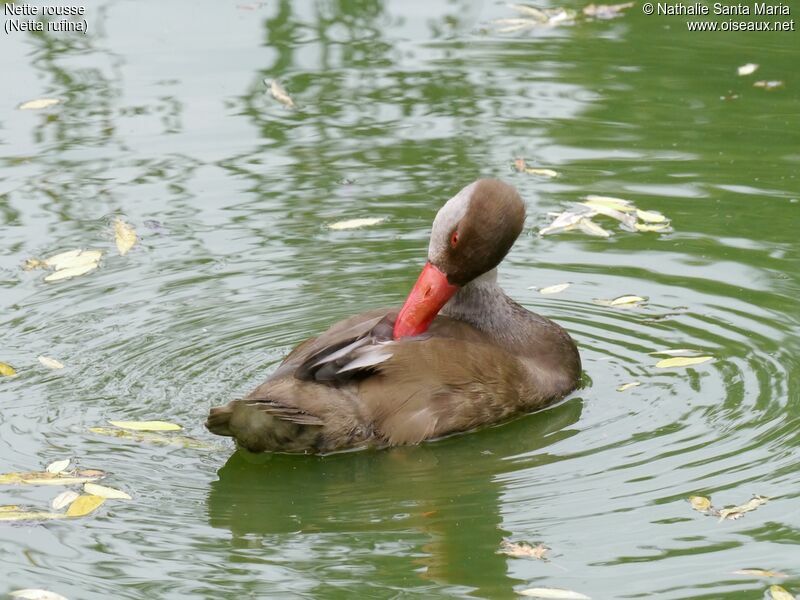 Nette rousse mâle adulte internuptial, identification, soins