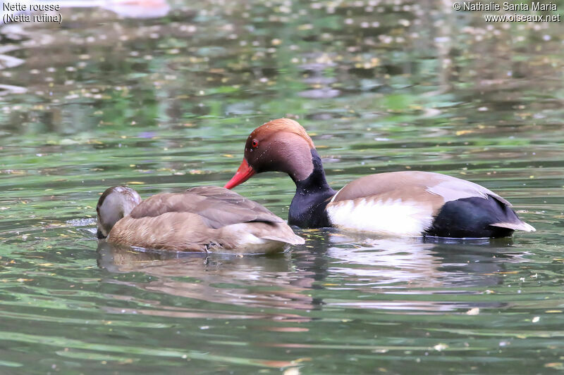 Red-crested Pochardadult, habitat, swimming, Behaviour