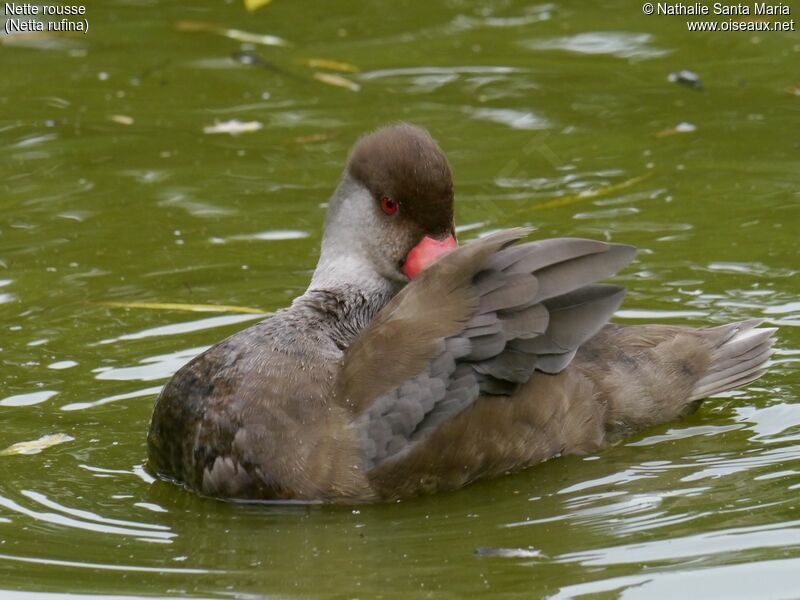 Nette rousse mâle adulte internuptial, soins, Comportement