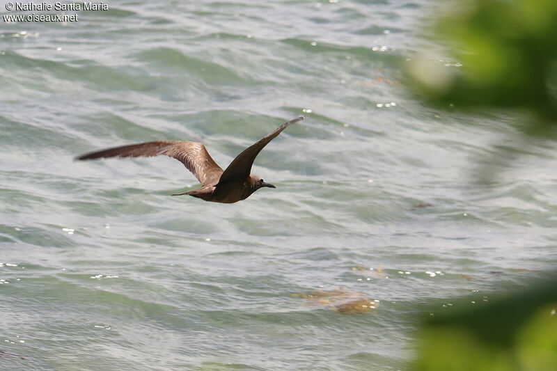 Brown Noddy, Flight