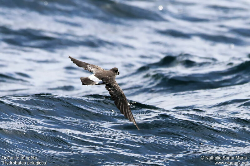 European Storm Petreladult, identification, habitat, Flight