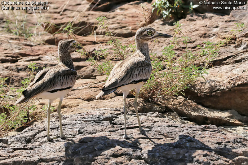 Oedicnème du Sénégaladulte, identification, habitat, marche