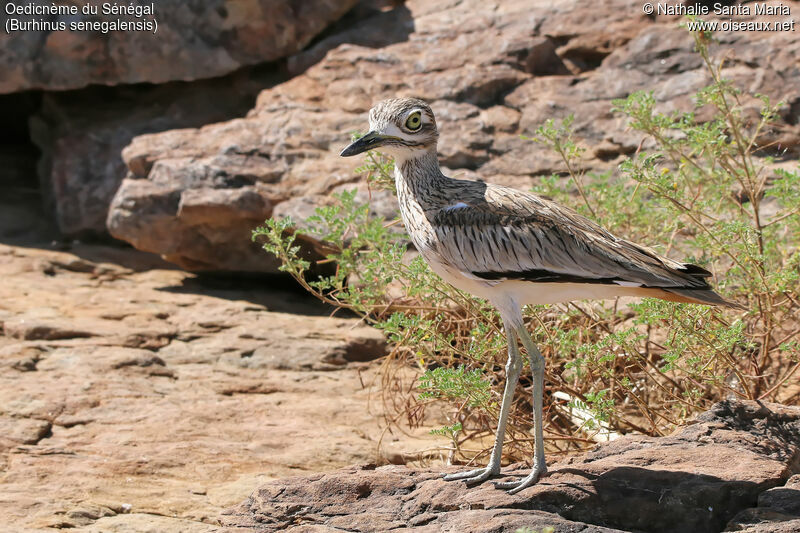 Oedicnème du Sénégaladulte, identification, habitat