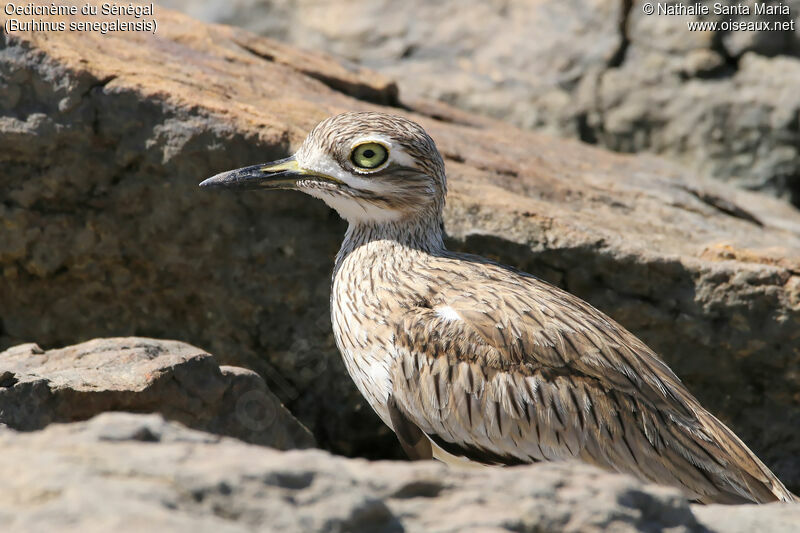 Senegal Thick-kneeadult, identification, close-up portrait