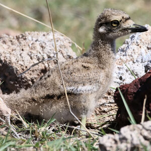 Oedicnème du Sénégal