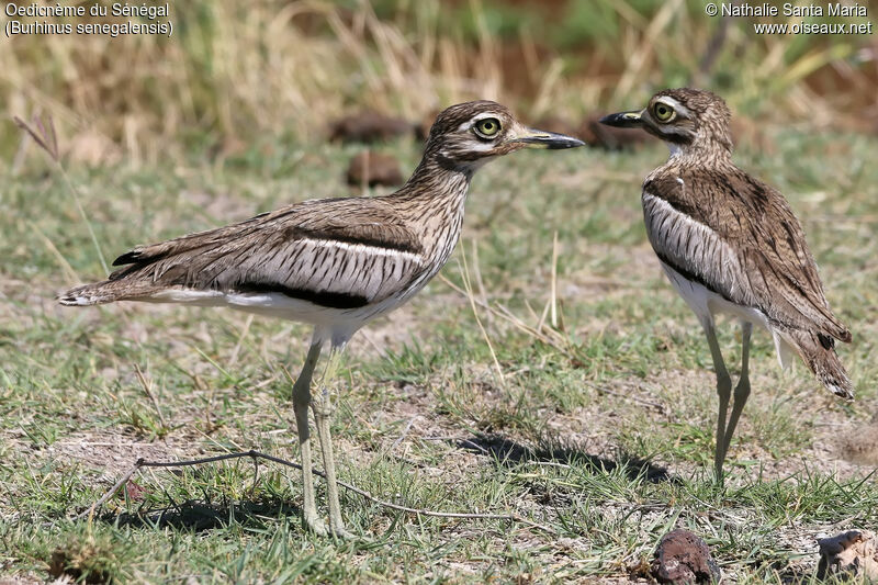 Senegal Thick-kneeadult, habitat