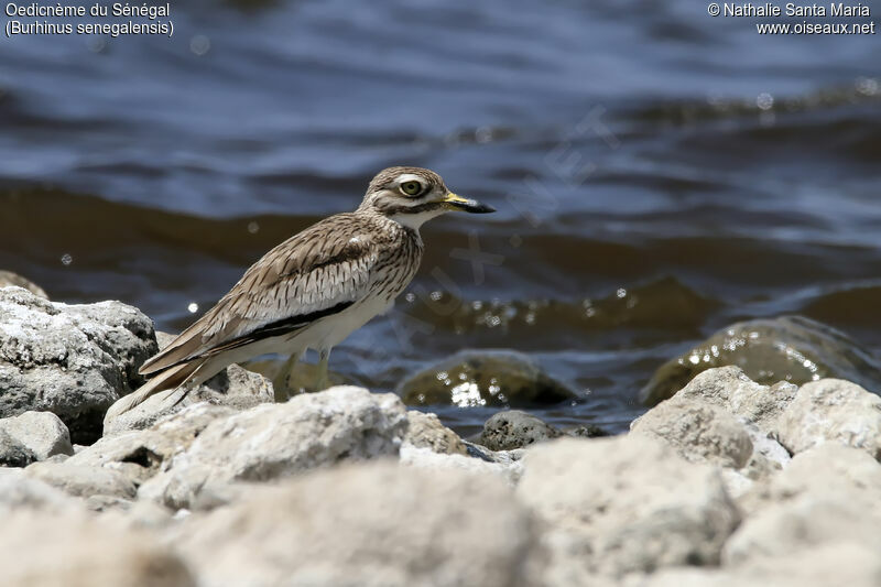 Senegal Thick-kneeadult, identification, habitat