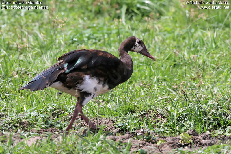 Spur-winged Gooseimmature, identification, habitat, walking